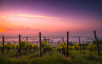 The watchdog, his wife, and their winery