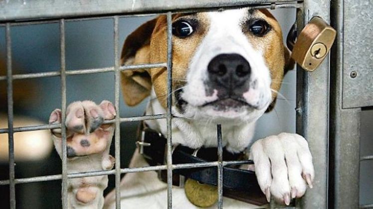 NSW is a doggy death row