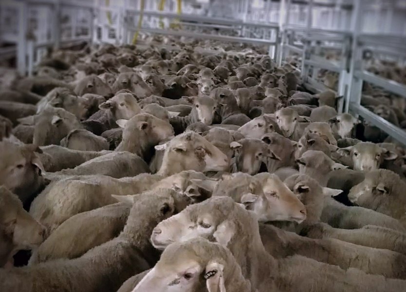 Emanuel Exports, live sheep exports and regulatory failure
