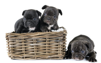 Pedigree puppy prices soar as profiteers cash in on COVID-19