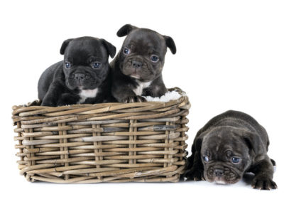 Pedigree puppy prices soar as profiteers cash in on COVID-19
