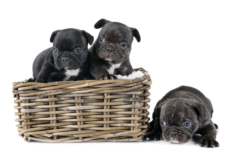 pedigree pets
