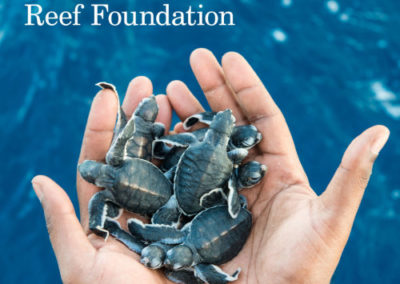 Coalition’s $444m for Barrier Reef foundation did not follow rules