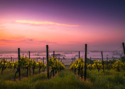 Sour grapes: China in muddle over claims Australian producers are dumping wine