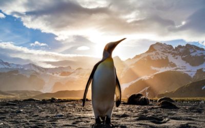 Brazen: Australia plans to build $2 billion concrete airstrip at base in Antarctic