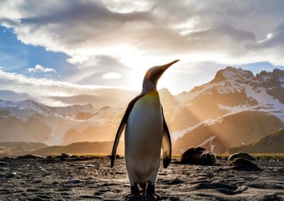 Brazen: Australia plans to build $2 billion concrete airstrip at base in Antarctic