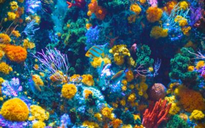 Fossil fuel-backed Great Barrier Reef Foundation mimics plastics campaign, sidesteps climate change