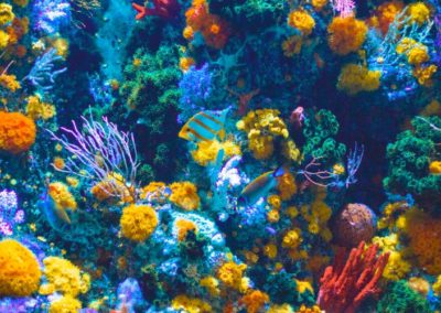 Fossil fuel-backed Great Barrier Reef Foundation mimics plastics campaign, sidesteps climate change
