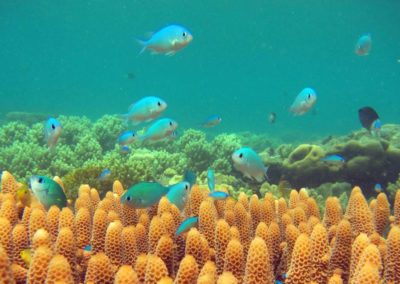 Great Barrier Reef Foundation, Donor Republic’s copycat plastics campaign quietly cancelled