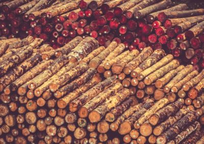 ‘Sustainable’ logging: when will we twig to the scams?