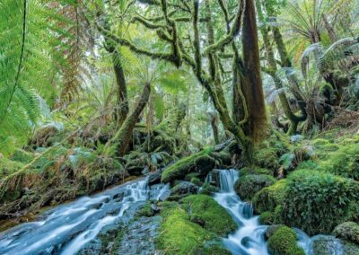 Scott Morrison lets rip on native forests in strange oblation to Tasmania’s logging companies