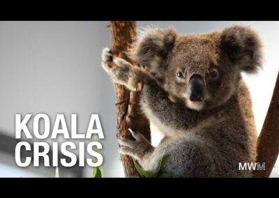 Koalas – The Facts