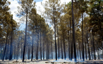 Scientists slam NSW Government for high-risk logging since Black Summer bushfires