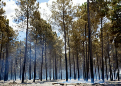 Scientists slam NSW Government for high-risk logging since Black Summer bushfires
