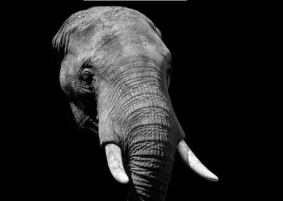 Plonk in the Room: Budget 2023 tax elephant and the third degree on Stage 3