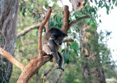 Has Tanya Plibersek watered down Scott Morrison’s already weak koala protection policy?