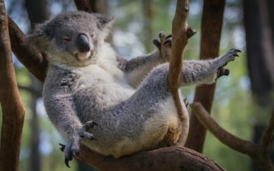 Dire day for NSW forests as logging monitoring program hit by funding crisis