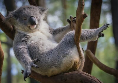 Dire day for NSW forests as logging monitoring program hit by funding crisis
