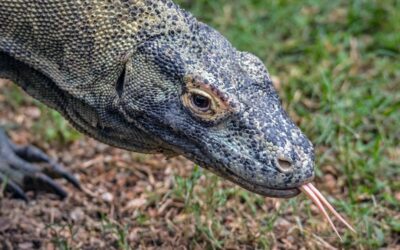 Forked Tongues: heavy emitters exposed as hypocrites on climate action, new analysis shows