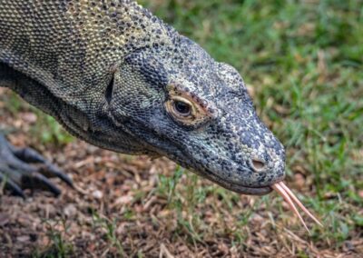 Forked Tongues: heavy emitters exposed as hypocrites on climate action, new analysis shows