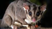 Glider, VicForests, native forest logging