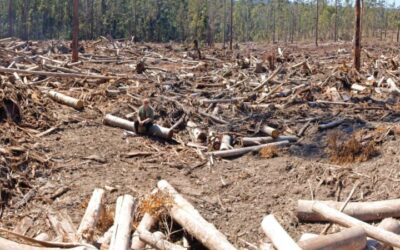 “Complete habitat destruction” – scientists rally against NSW Forestry Corporation clear felling