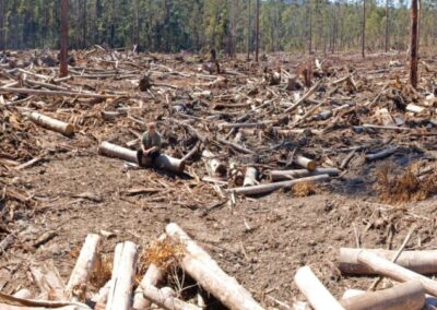 “Complete habitat destruction” – scientists rally against NSW Forestry Corporation clear felling