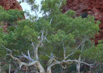 Have they simply stopped monitoring the logging of native forests in NSW?