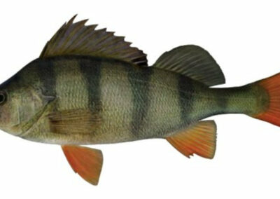 The fish that could bring Snowy Hydro to a permanent stop