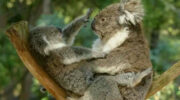Koala Wars