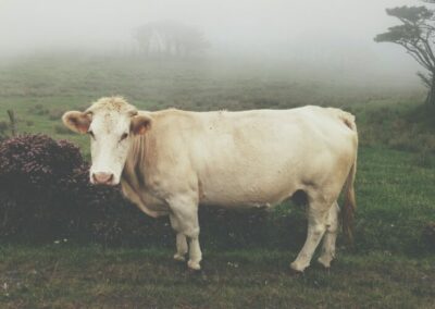 Sacred Cow: are politicians’ many houses an impediment to property, rental reform?