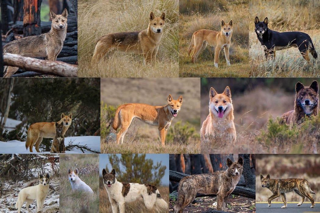 All-colours-can-be-dingoes.-Image-UNSW[1]
