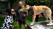 Dingo at Parliament House
