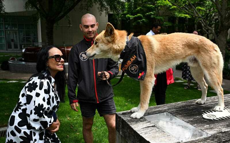 Dingo at Parliament House