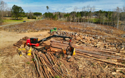 NSW Forestry Corporation is losing money, risking the environment, yet logging continues