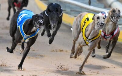Murphy Report on gambling reform delayed by sports bet lobby