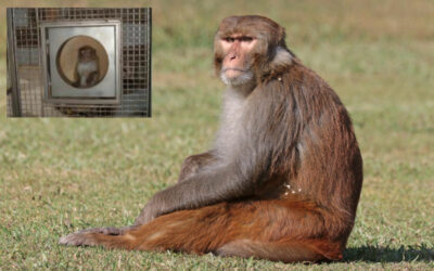 Serious monkey business. The animal cruelty in our midst.