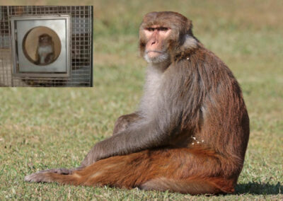Serious monkey business. The animal cruelty in our midst.