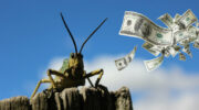 crickets and crackdowns