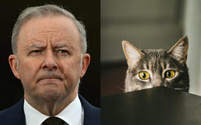 Poll shocker: is Albanese’s Labor paying the price of running scared?