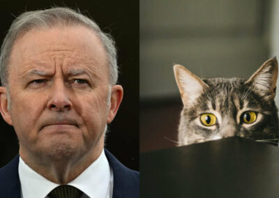 Poll shocker: is Albanese’s Labor paying the price of running scared?