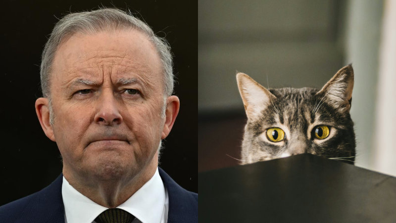 Albanese and scared cat