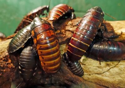 Australia set to take on the cockroaches of multinational tax chicanery