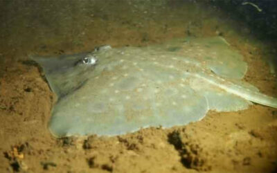 Saving Tasmania’s Maugean Skate – a victim of extinction politics