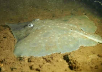 Saving Tasmania’s Maugean Skate – a victim of extinction politics
