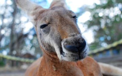 Australia’s economy grim – but so is the rest of the world