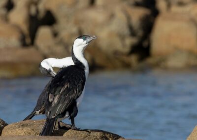 Our RBA – the central bank shag on a monetary rock