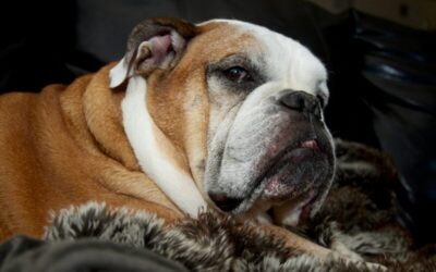 ‘Resting bulldog face’. PwC boss has feelings hurt in midst of lawyer fest