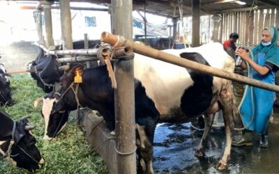 Prabowo pushes pet milk project … but wait, Indonesians lactose intolerant