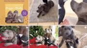 Instagram sensation, @peggyandmolly